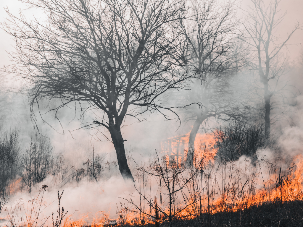 The Capacity to Care