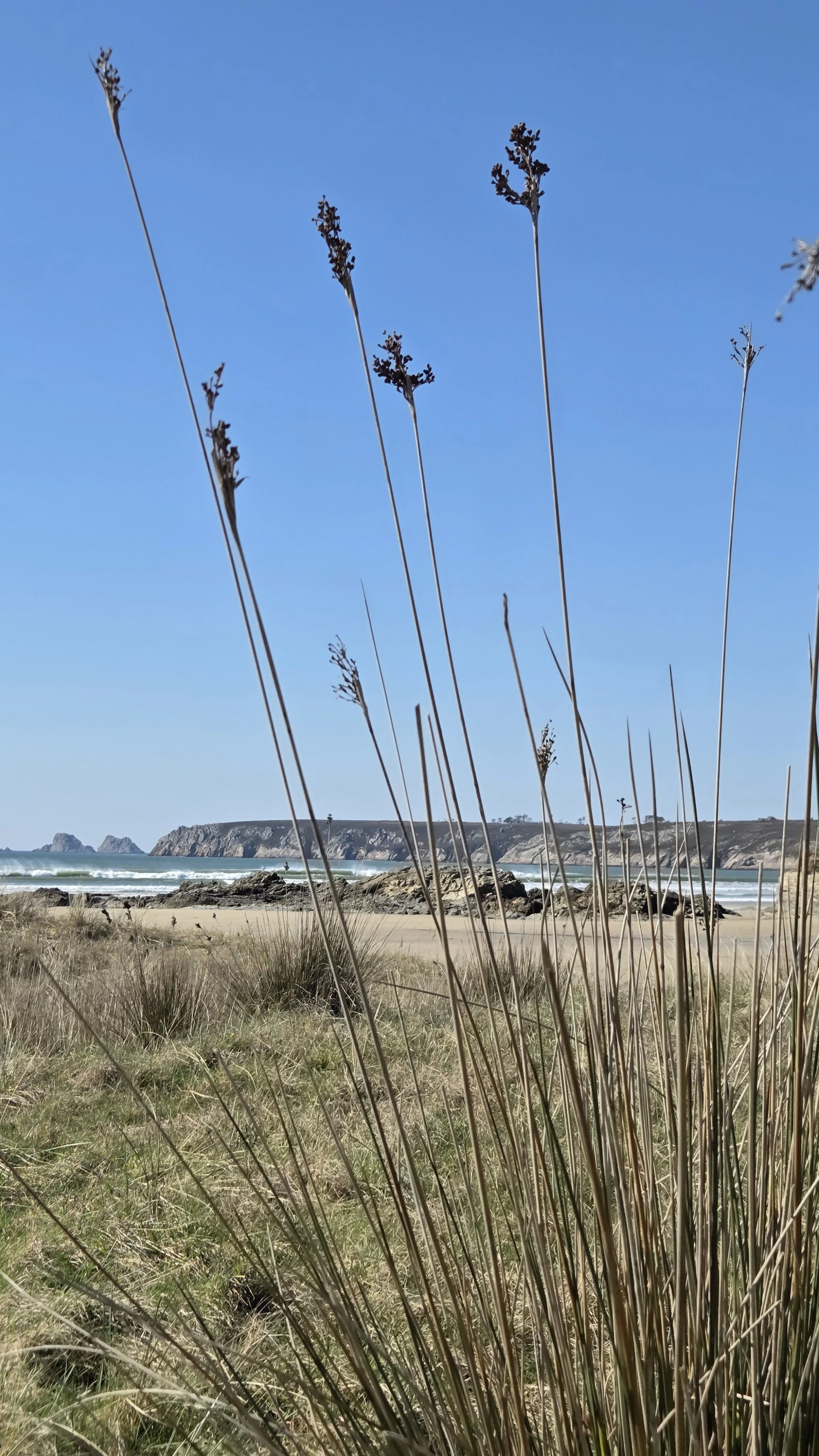 Plage avec des herbes hautes au premier plan, rochers, mer et falaises en arrière-plan, ciel bleu clair.
