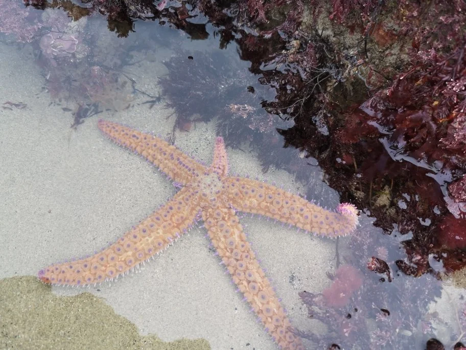 Une étoile de mer orange avec des taches violettes repose sur le sable, près d'une zone d'eau entourée d'algues rouges.