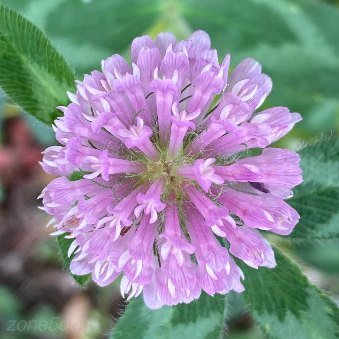 Clover macro photography. Trifolium pratense. Zone 5. Wisconsin.