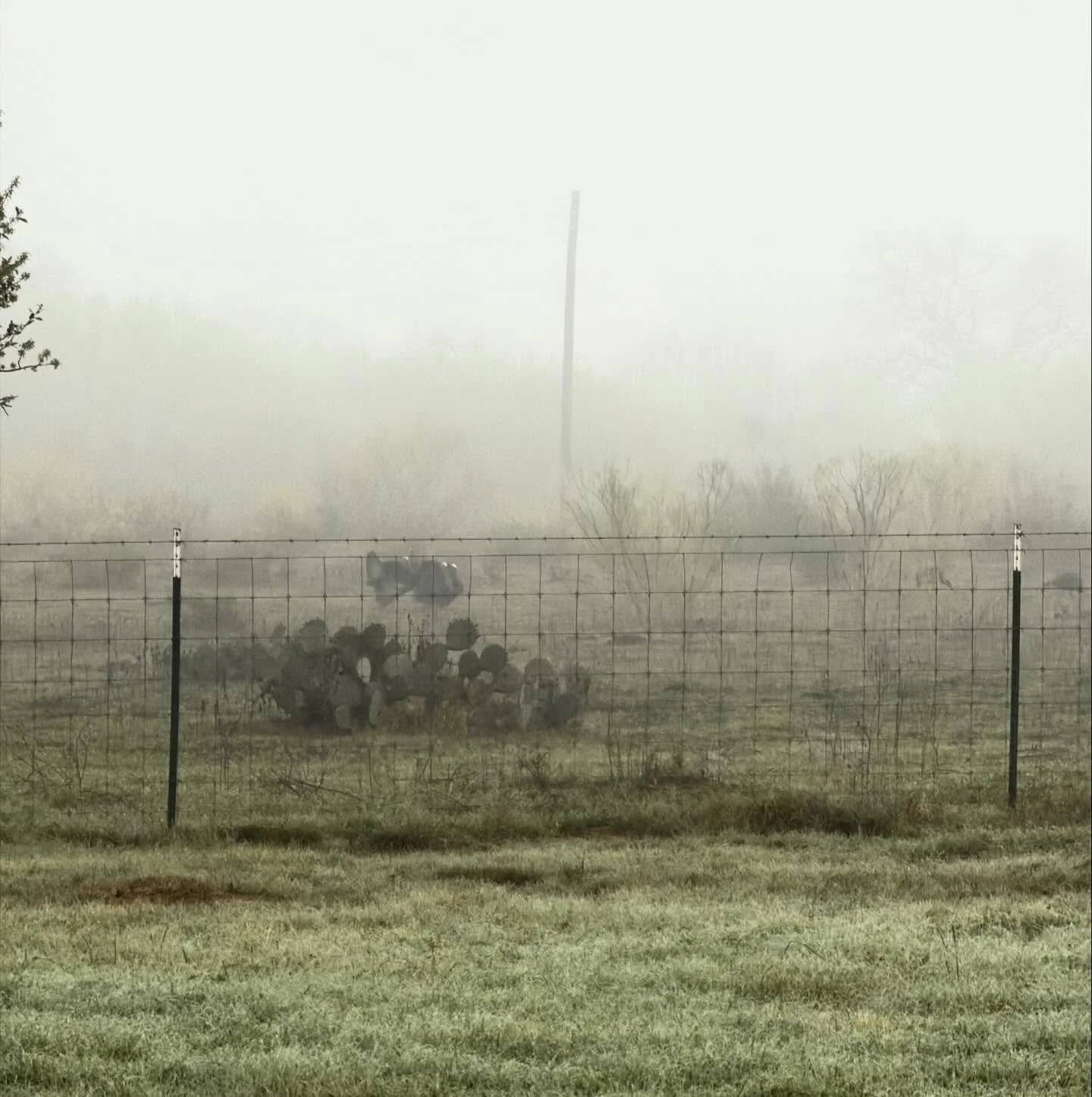 Was a foggy opening morning of turkey season for a couple of TFGN members this past weekend in South Texas.  How was opening morning across the state? 

🦃🦃🦃🦃

Photo credit
@tylerclarkcarruth @august24_7 

#texas #texashunting #texashunter #huntte
