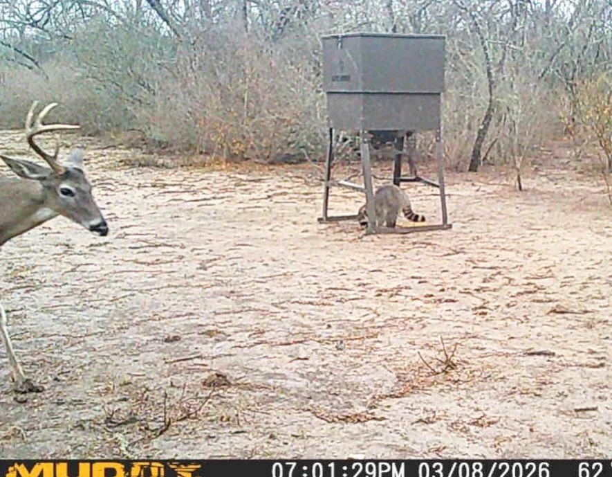 Antlers are droppin!  Now&rsquo;s the time of the year to start protein feeding. 

Or is it?

Find out on episode 1 of Texas Fish and Game Unfiltered on apple or Spotify. 

#texasdeer #texaswhitetail #texas #texasoutdoors #proteinfeed