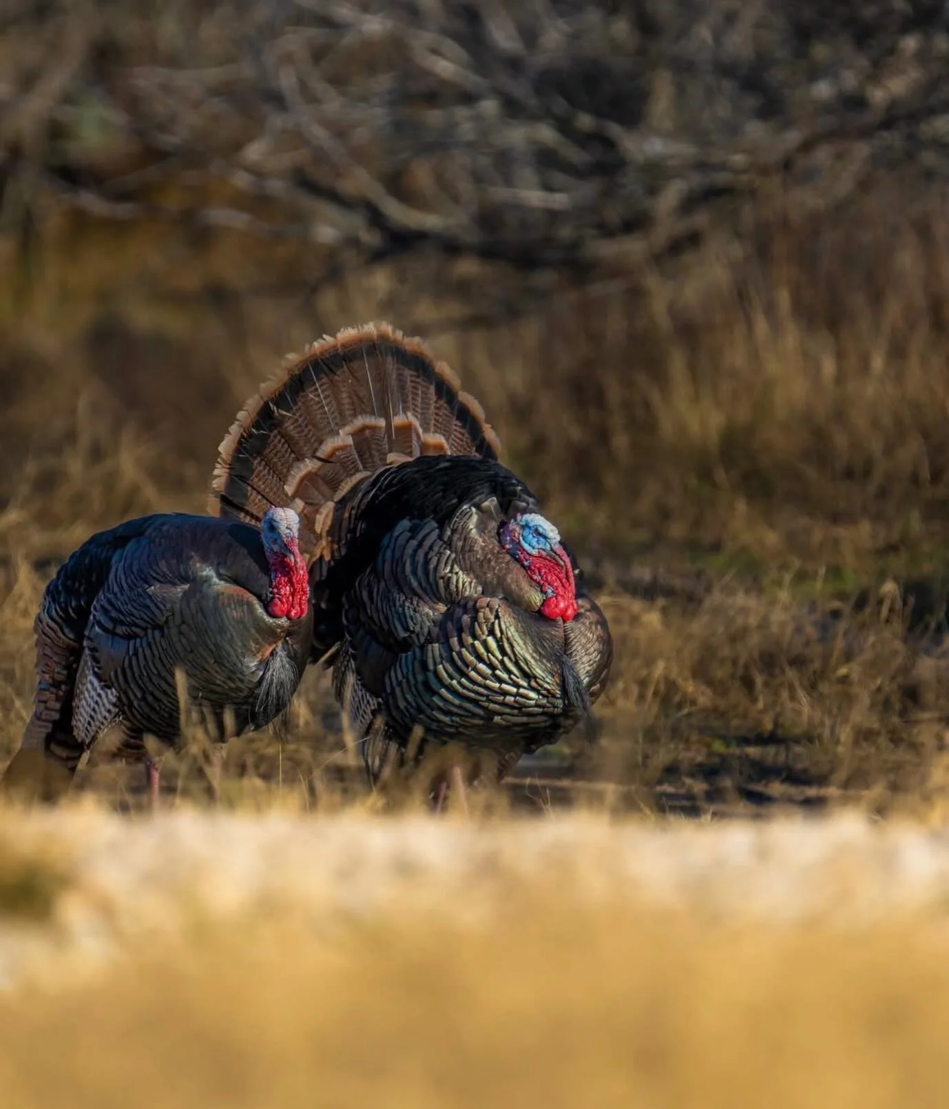 Spring Turkey Season is almost here!

North Zone- March 28-May 10
South Zone- March 14- April 26

Who&rsquo;s chasing some long beards this year?

Credit @tylerclarkcarruth for the beautiful shot.
#texas #turkeyhunter #riograndeturkey #turkeyhunting 