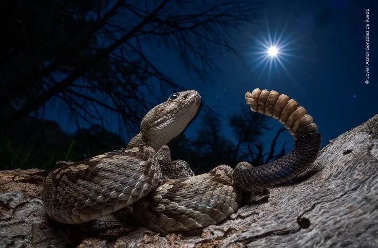 Look at these beautiful photos in the @natural_history_museum Wildlife Photographer of the Year.  @javier_aznar_photography won with his stunning photo of a rattlesnake under the moonlight near Fort Davis. 

#nhm #texas #rattlesnake #texasoutdoors #t