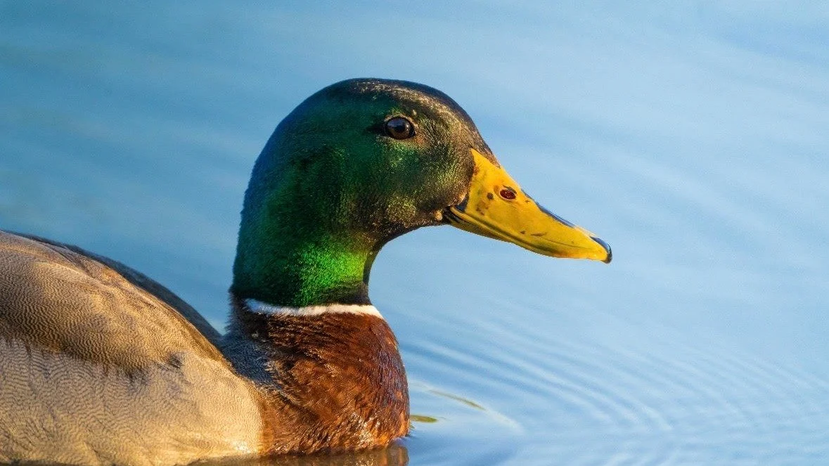 Duck Hunters- this one's for you.

Where did all the ducks go? Mallards are stackin' in Missouri. Migration is off. I dug into what's actually driving it &mdash; breeding ground habitat loss, drought on the prairies, and a U.S. Senator's letter about