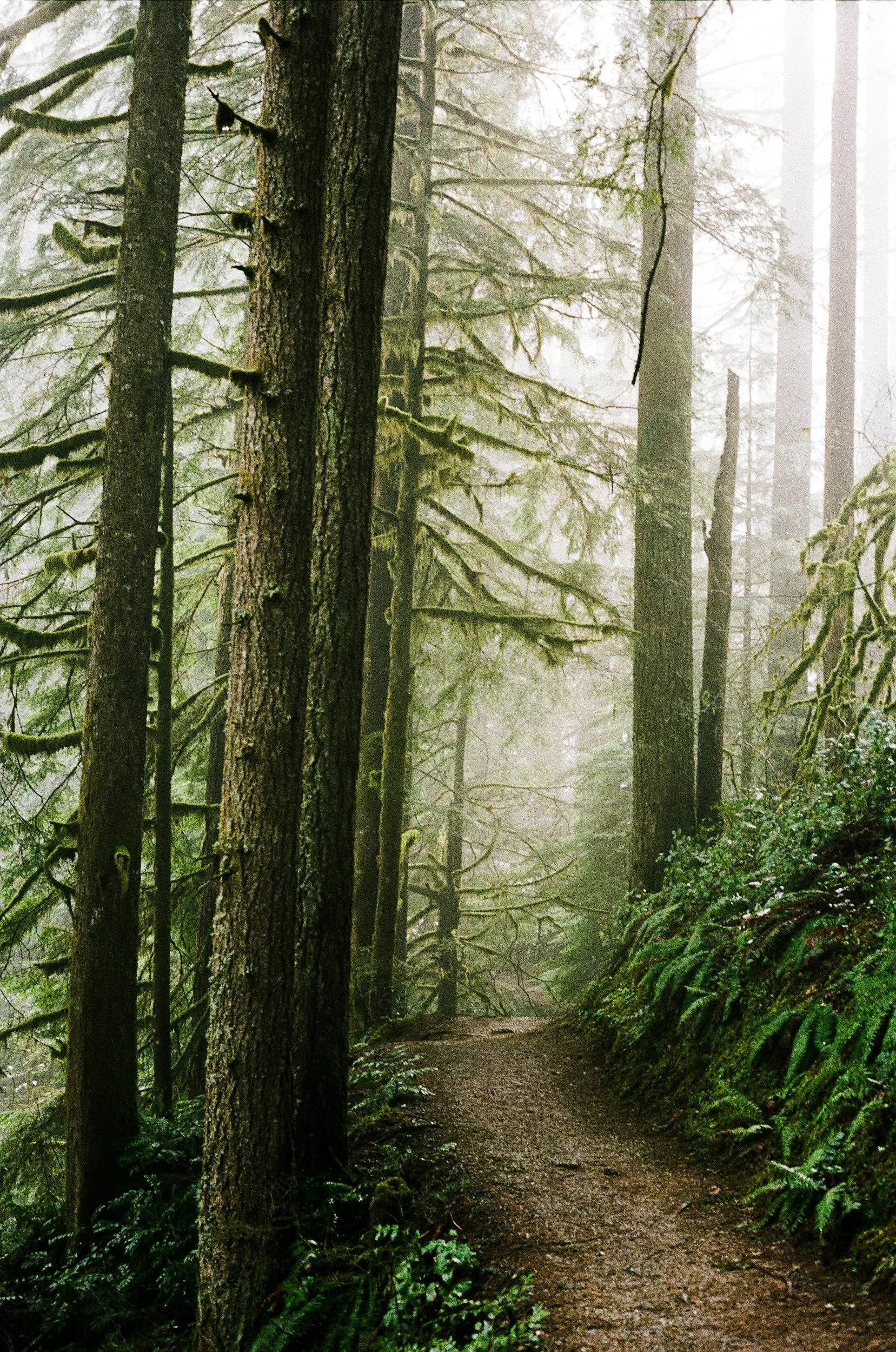 A misty forest trail with tall trees covered in moss and lush green ferns on the ground, fading into the fog in the background.