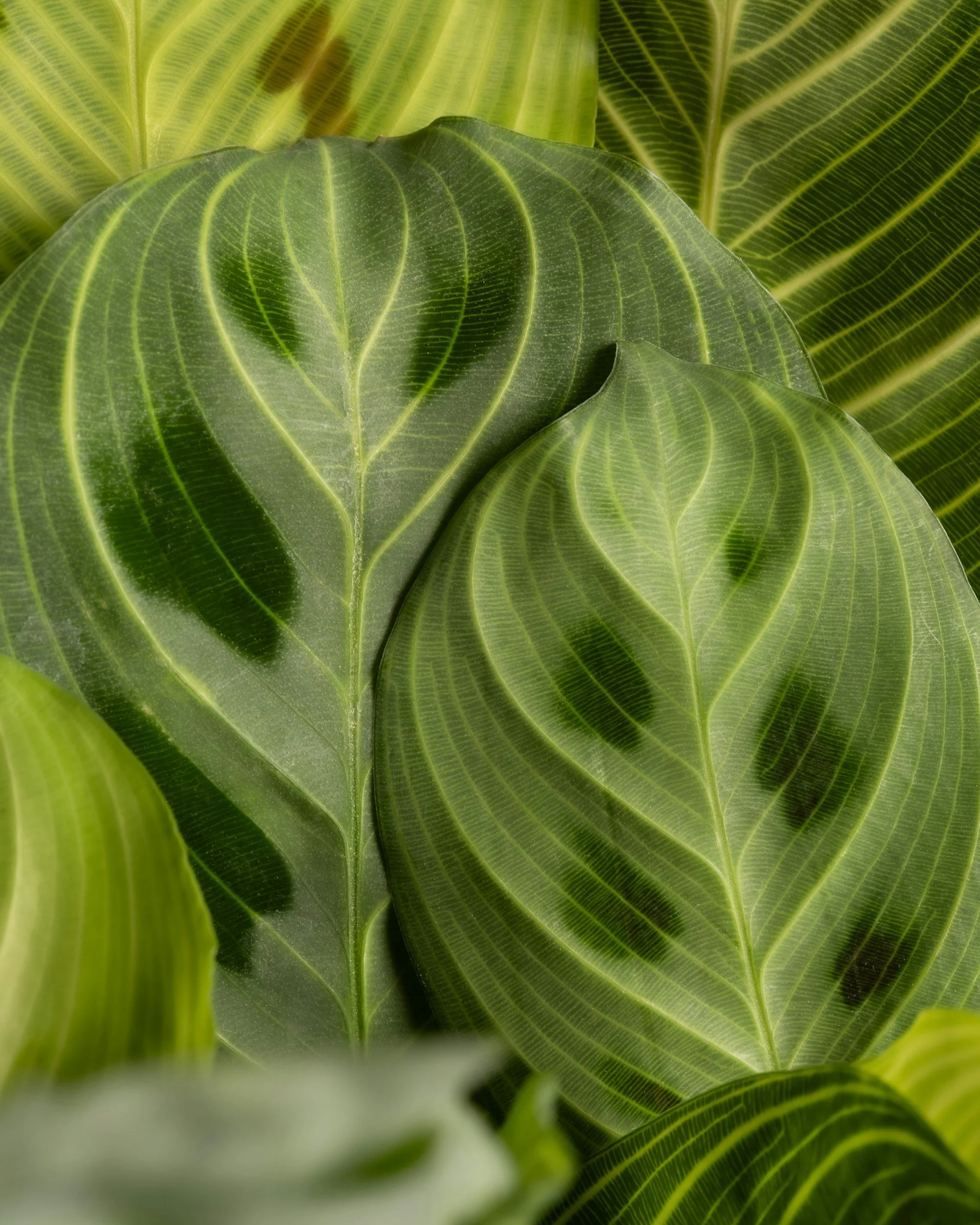 Close-up of green tropical leaves with prominent veins and smooth texture.