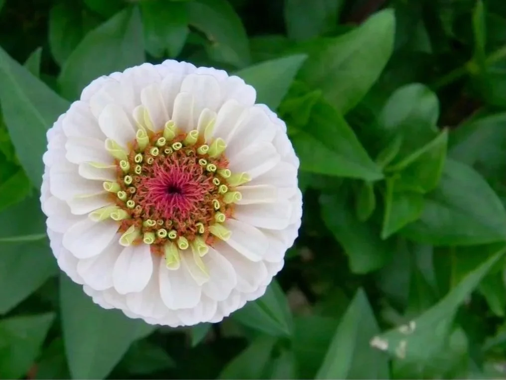 Close-up of a delicate white flower with a pink and red center, surrounded by green leaves.