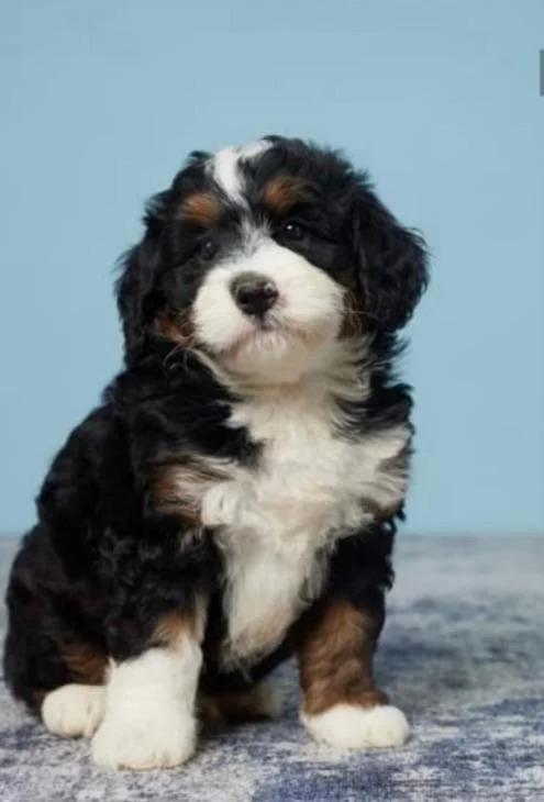 Male Puppy Reservation