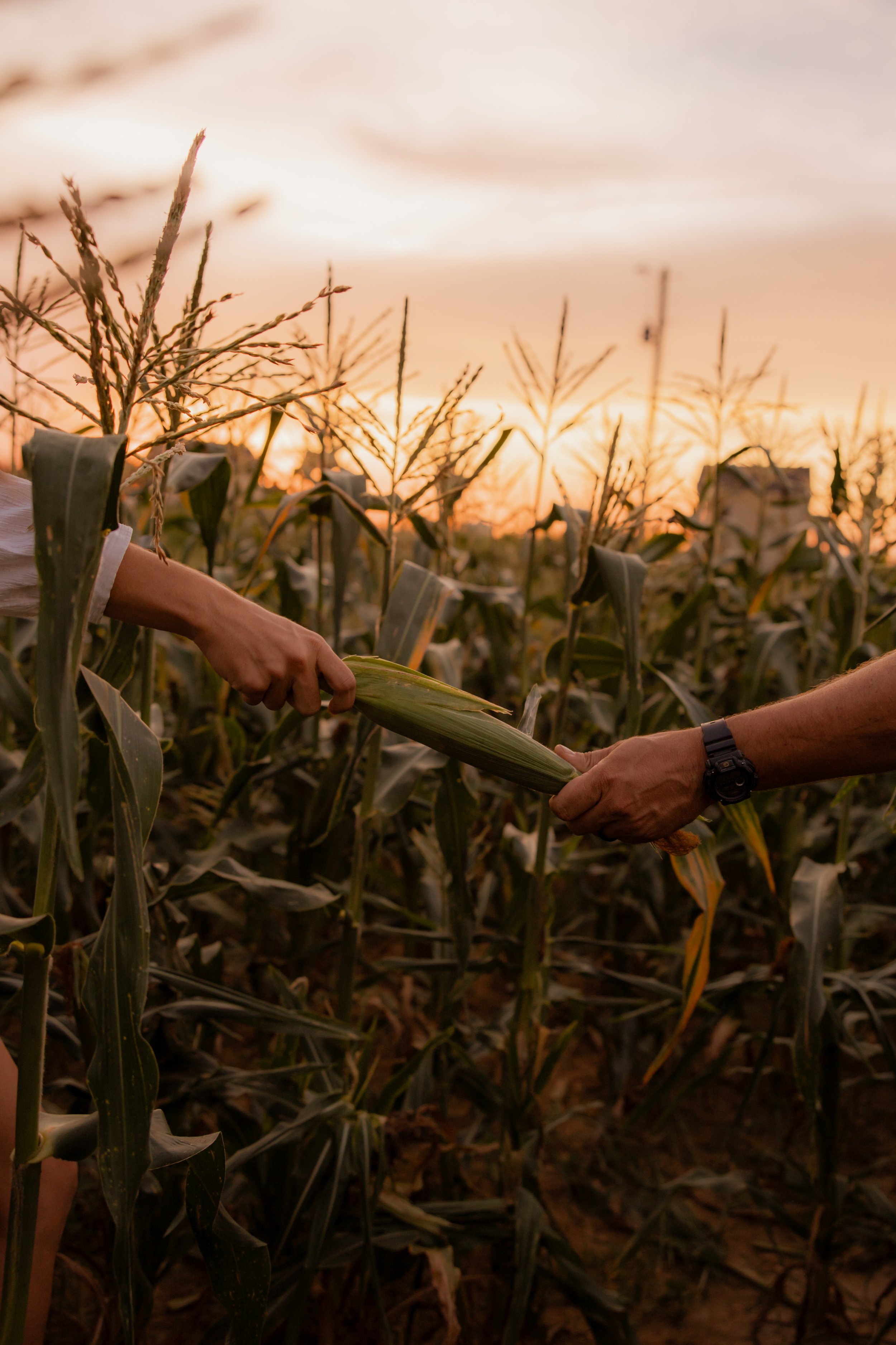 How to Pick Good Sweet Corn: Johnny's Rules