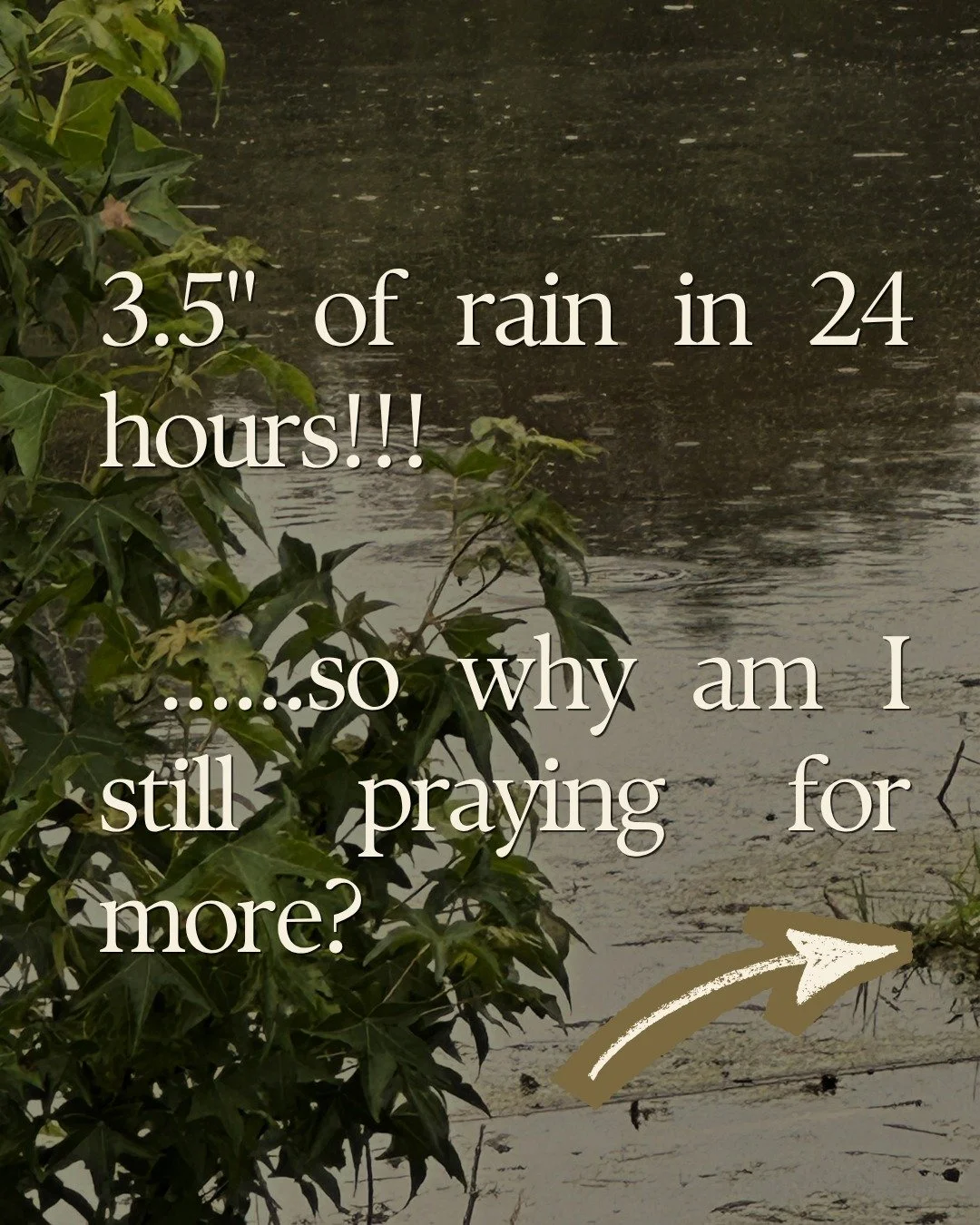 Good rainy morning!! Rain check-in from our farm😬🌧️

We caught 3.5" of rain in the past day, and we're grateful for every drop 💙

For us growers, here's where that leaves us. As of last week, Charles County was at 28.59" for the year - a