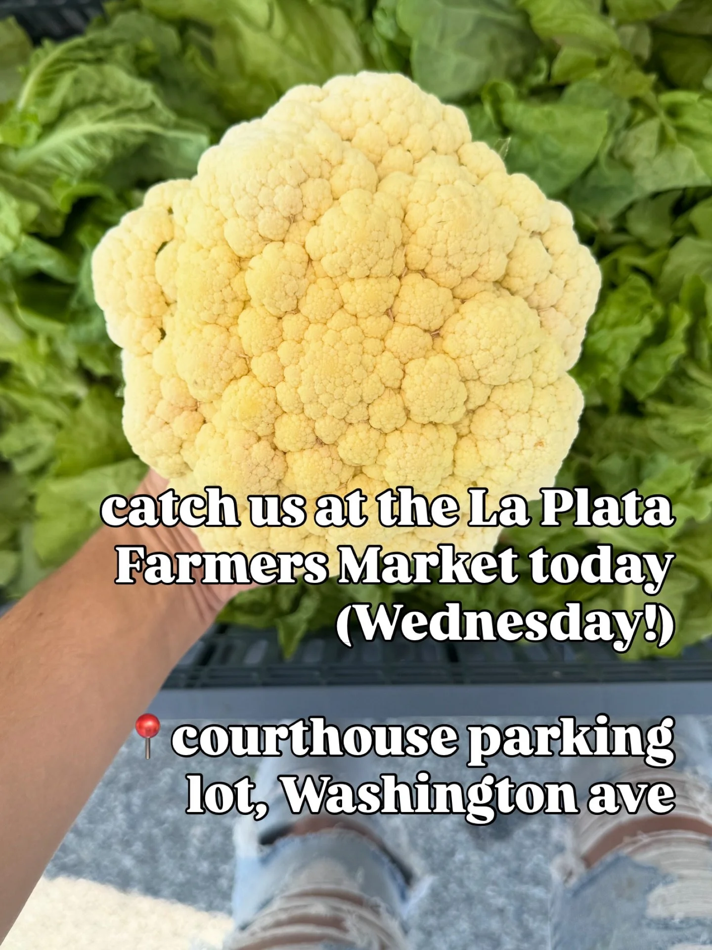 There are verrrrrry limited cauliflower left, and then we won&rsquo;t have any more until autumn!! 

But we&rsquo;ll have LOTS of other produce because summer veggies are just starting to really show out ❤️&zwj;🔥 

See you today&hellip;. Maybe if no