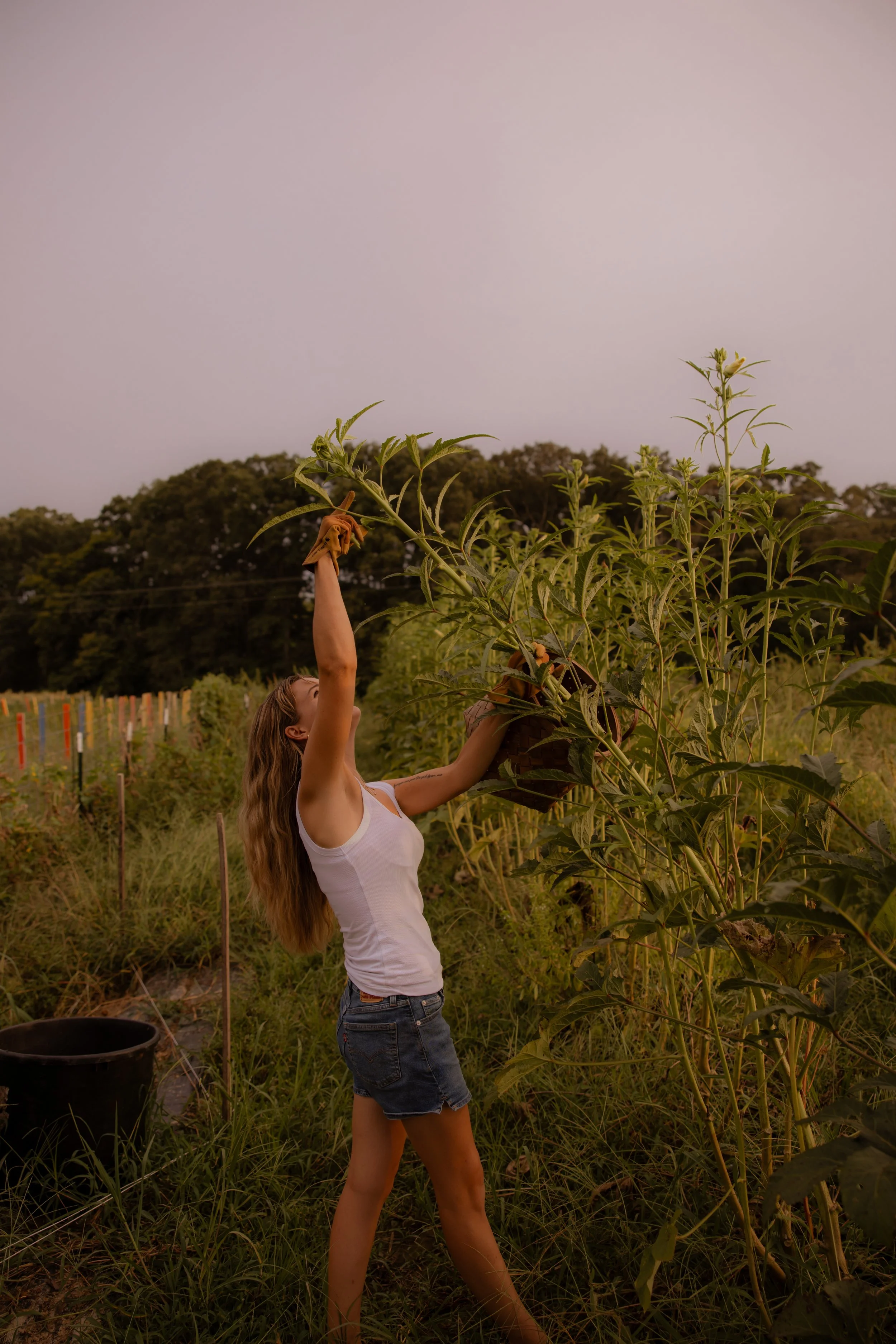 Goldenrod, Sappho, and Being a Good Ancestor to This Land