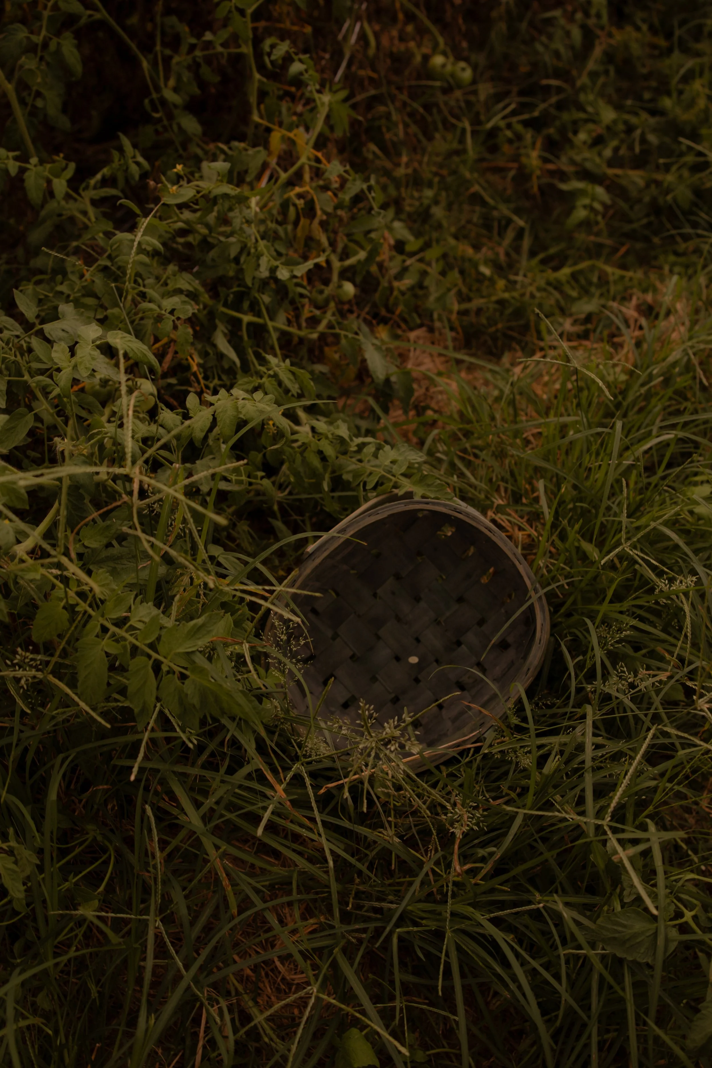 A patch of green grass and weeds with a black basket at the bottom center of the image.