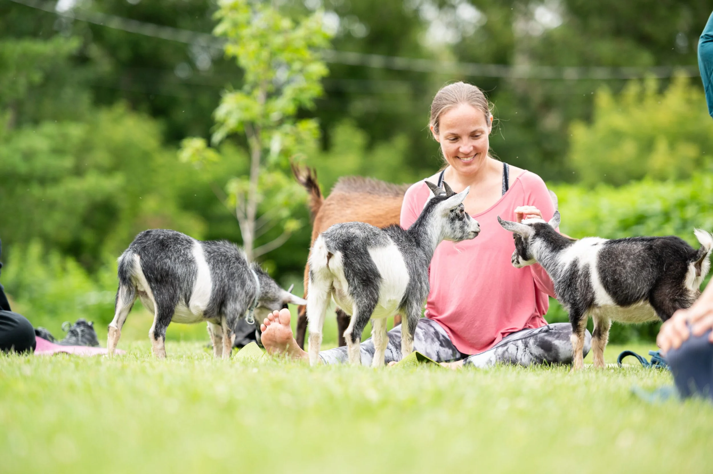 YOGA AVEC DES CHÈVRES - GOAT YOGA