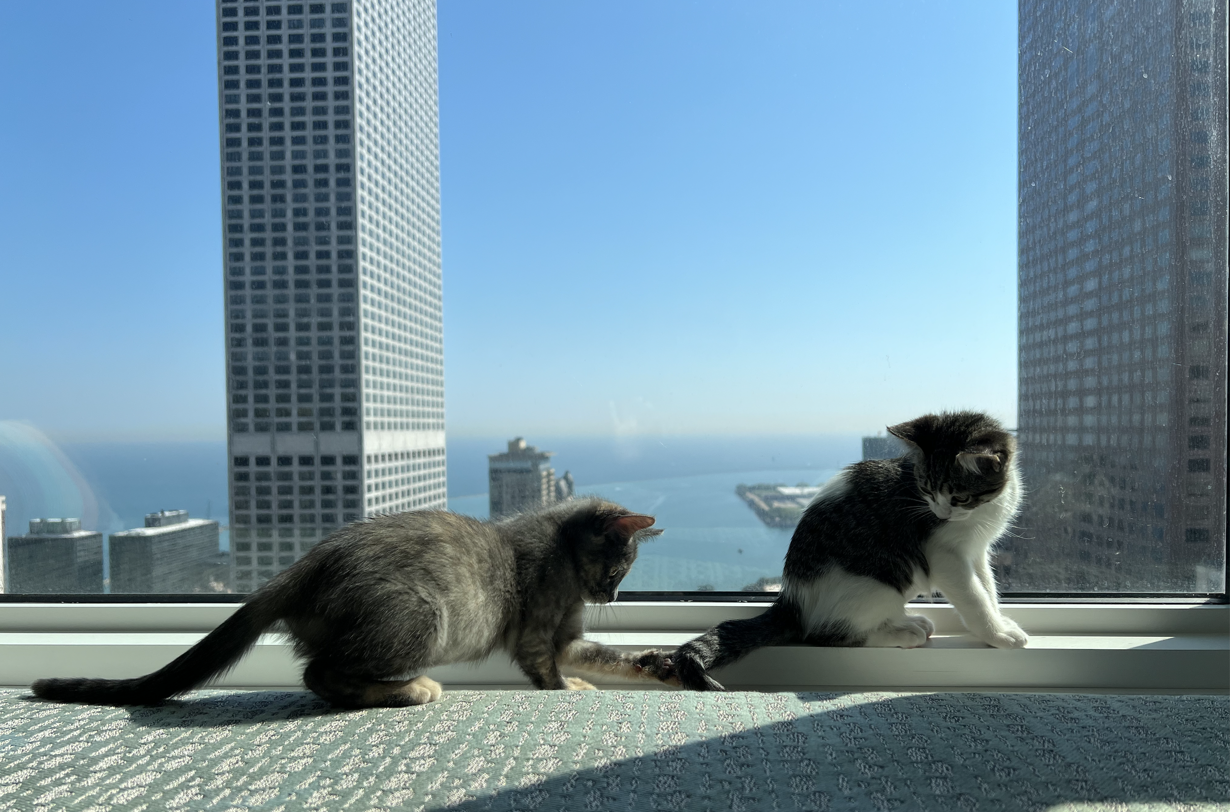 FELINE FOUNDATIONS