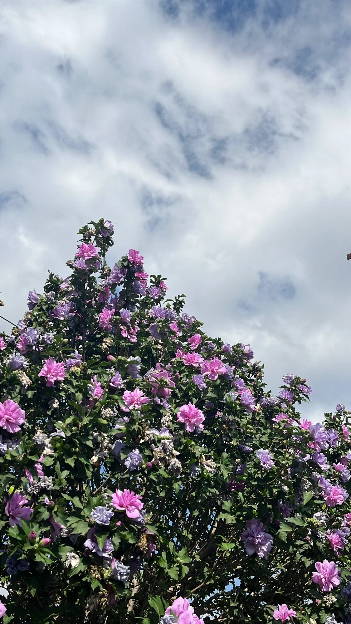 F07C6AB7-1E18-451D-8780-1C3626FFA9DE.jpeg