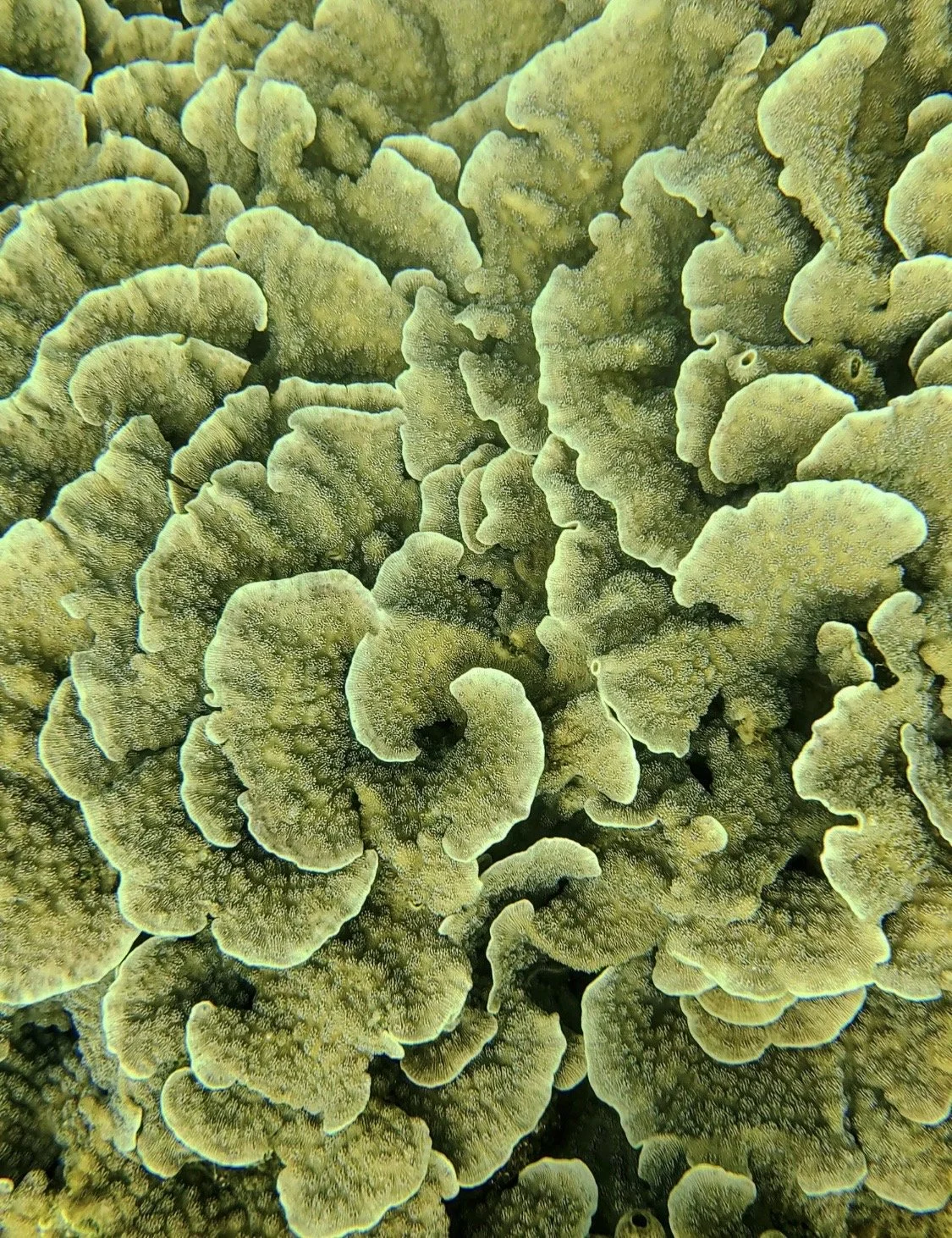 Seaweed Nacklace