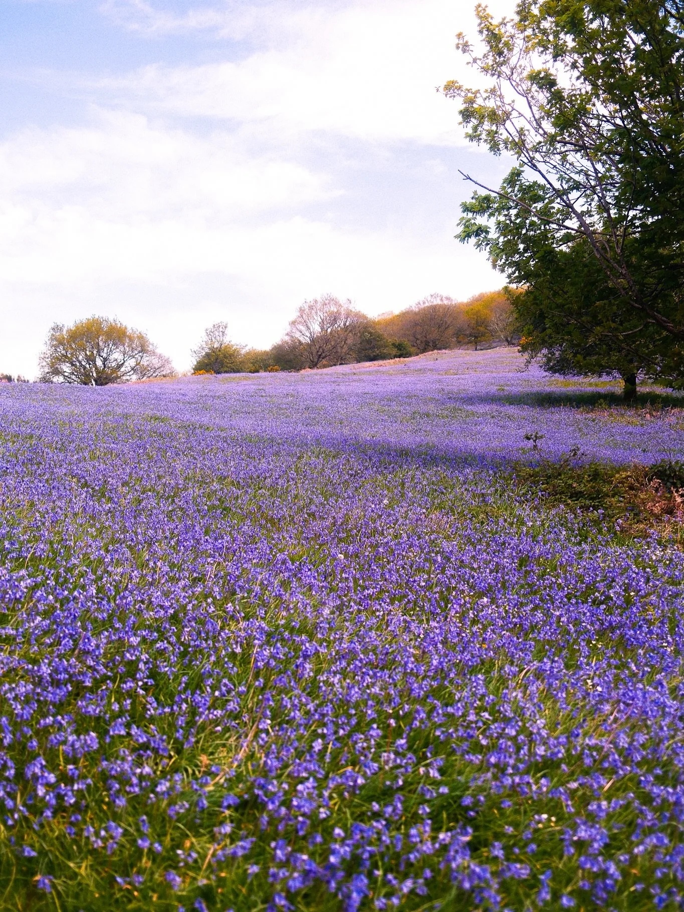 When the bluebells commandeered Dartmoor 💜
