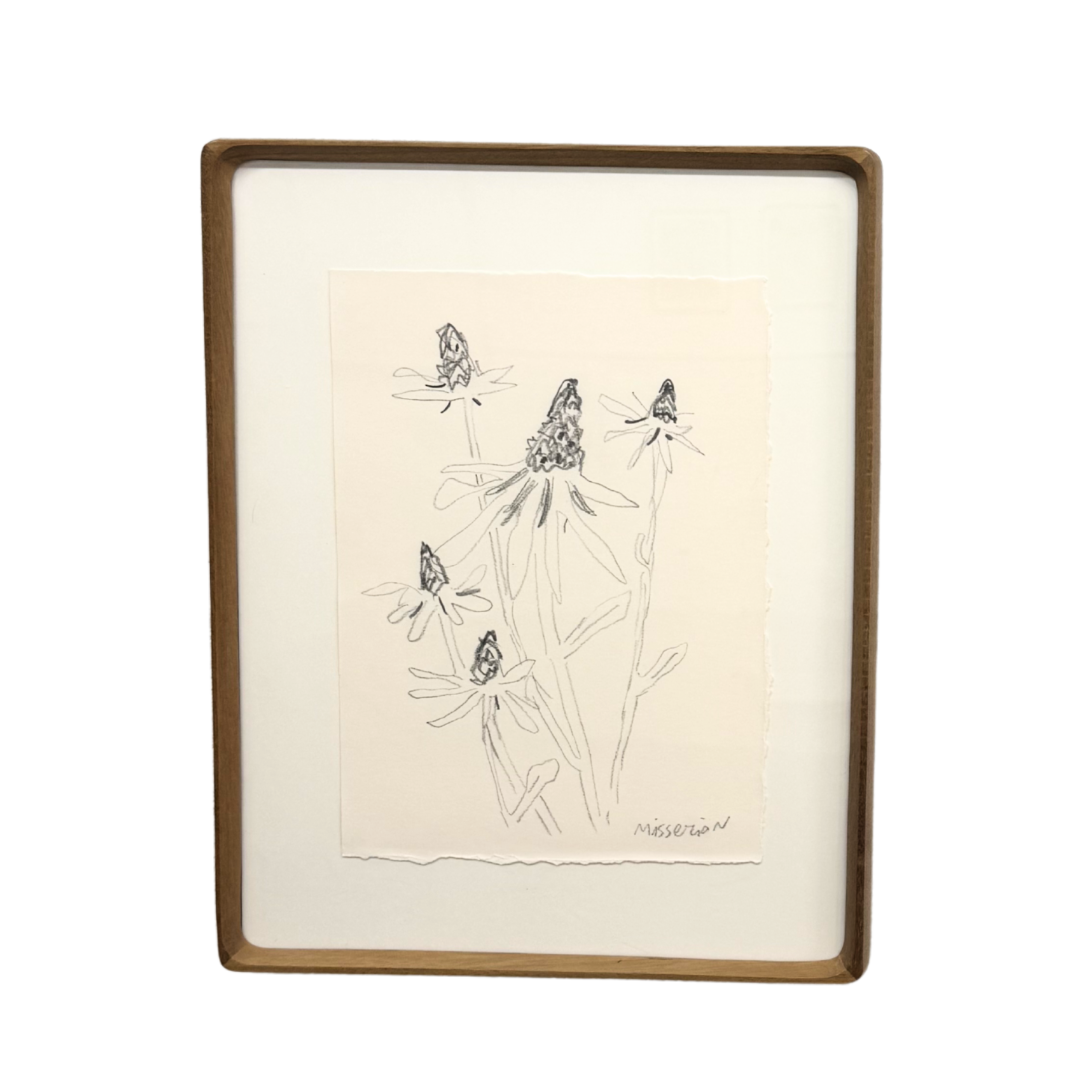 Cabbageleaf Coneflower Study