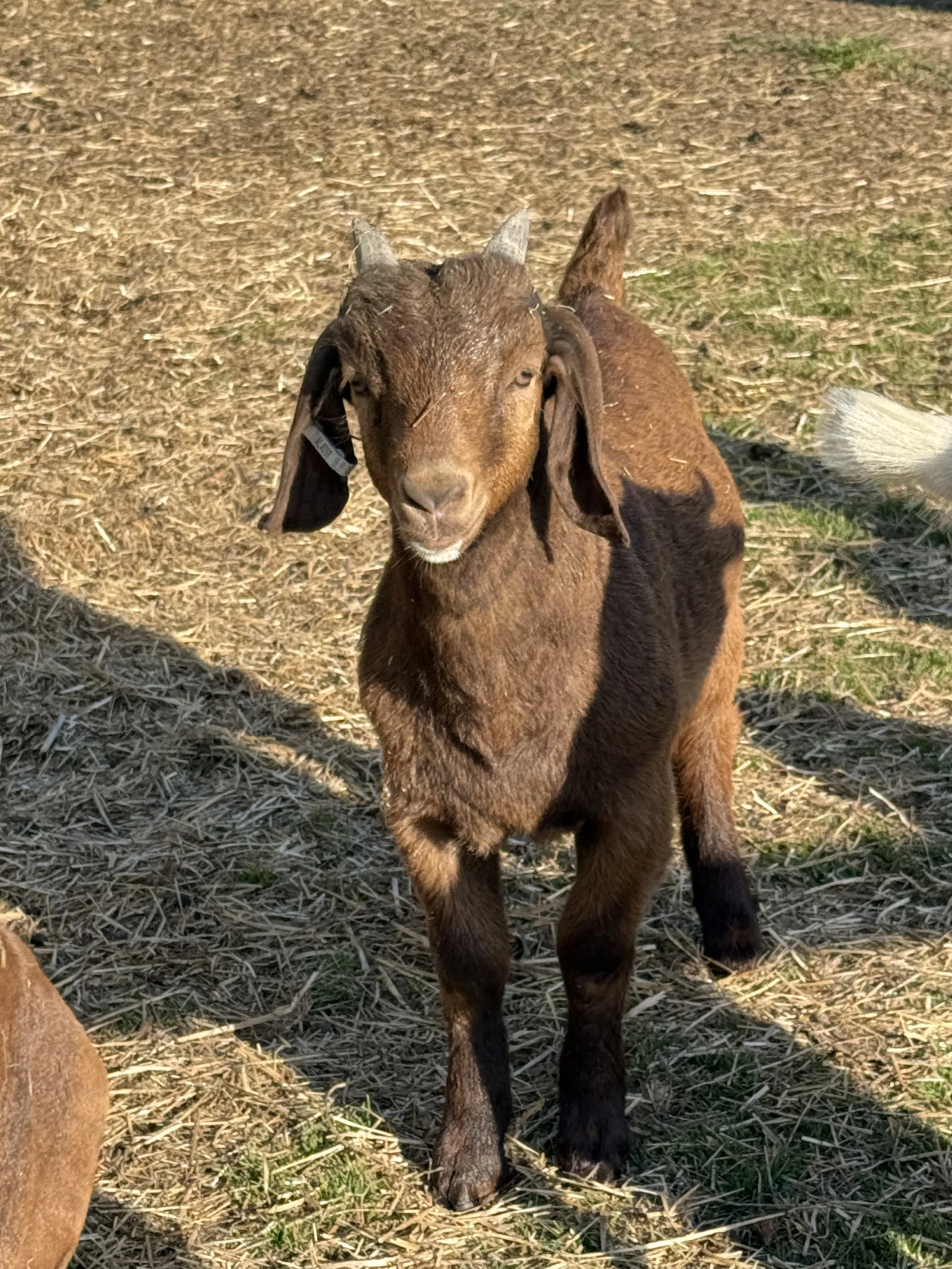 **SOLD** (DOB 2/3/26) Boer/Kiko Buckling. Sire is fullblood commercial Boer and Dam is Registered Kiko (75%). #005