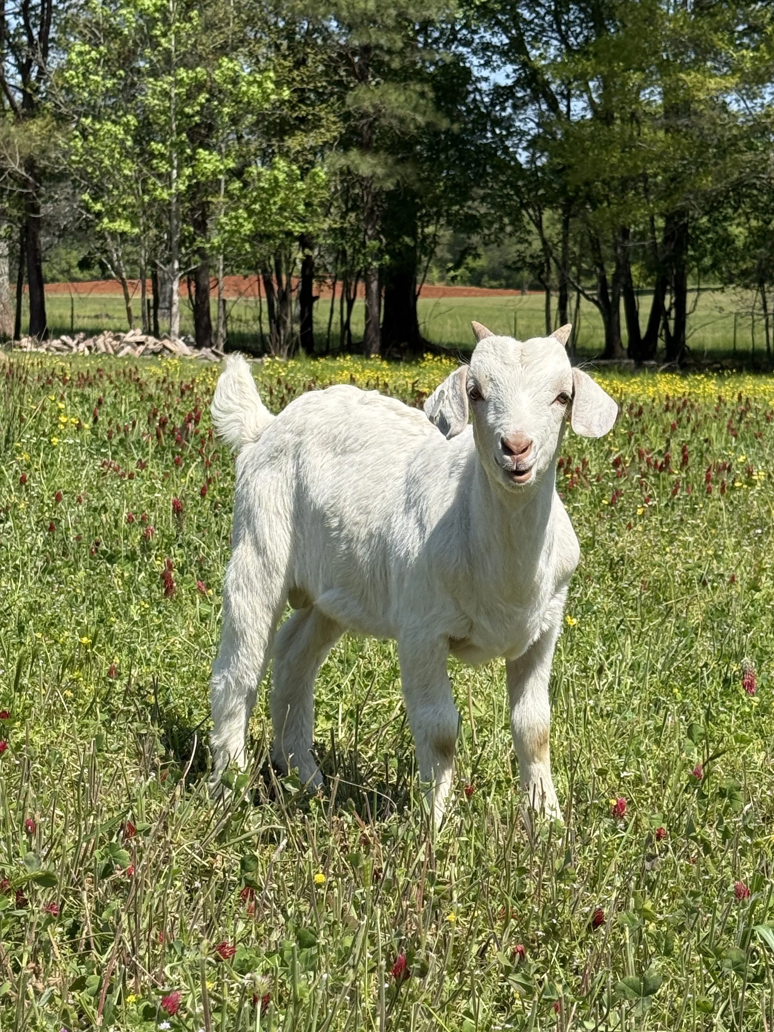 (DOB 2/4/26) Boer/Kiko Buckling. Sire is fullblood commercial Boer and Dam is Registered 100% NZ Kiko. #008