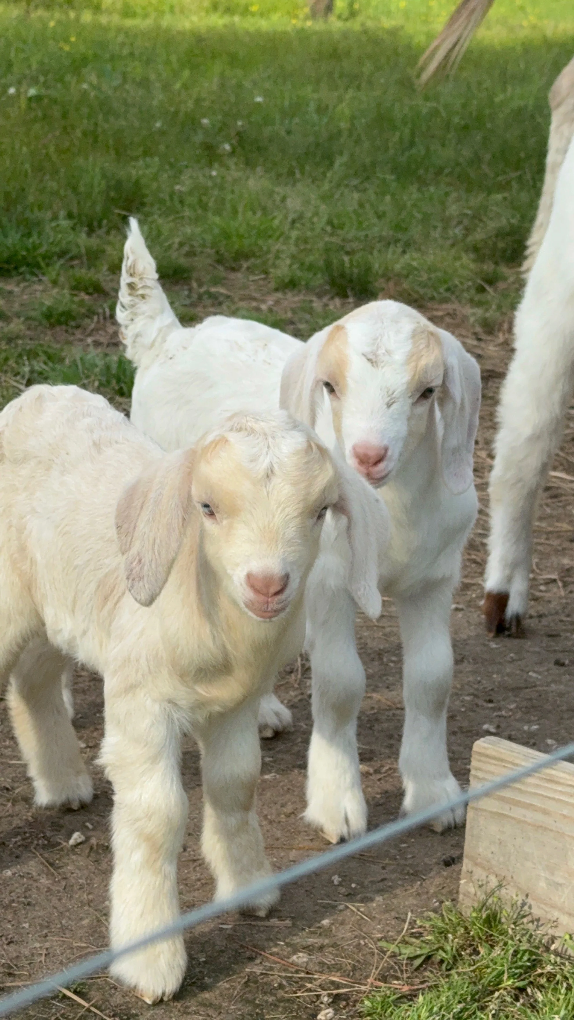 (DOB 5/3/26) Twin Boer/Kiko Bucklings. Sire is fullblood commercial Boer and Dam is Registered Purebread Kiko. (Available 8/1/26)