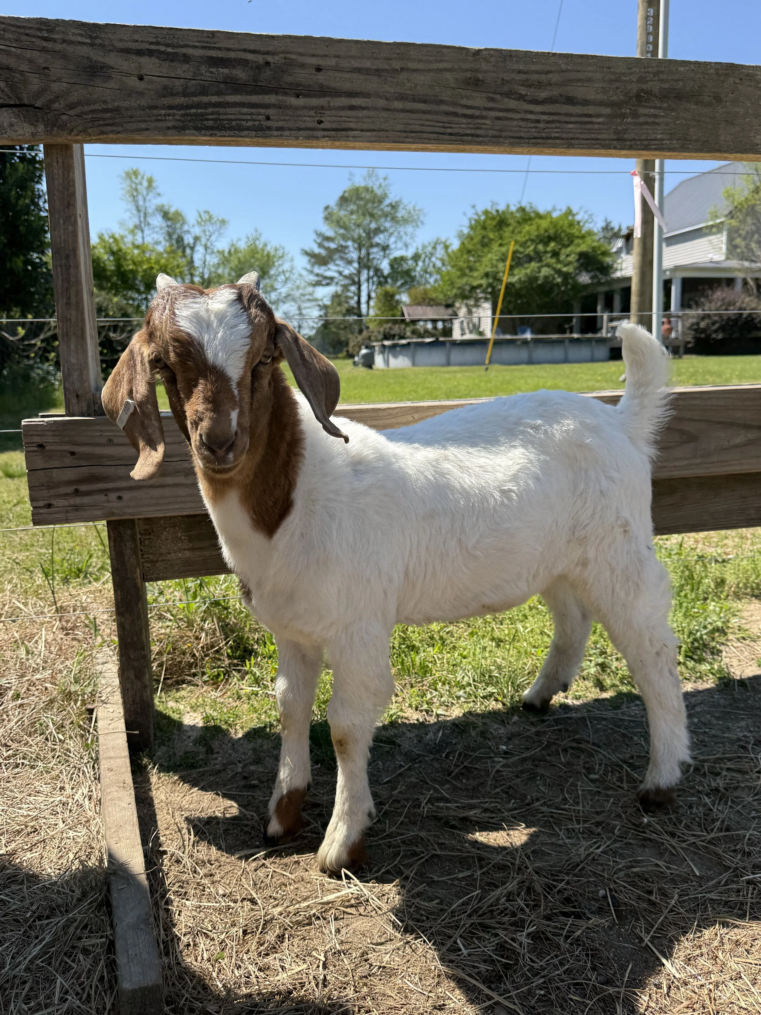 (DOB 1/13/26) Boer/Kiko Buckling. Sire is fullblood commercial Boer and Dam is Boer/Kiko cross. #001