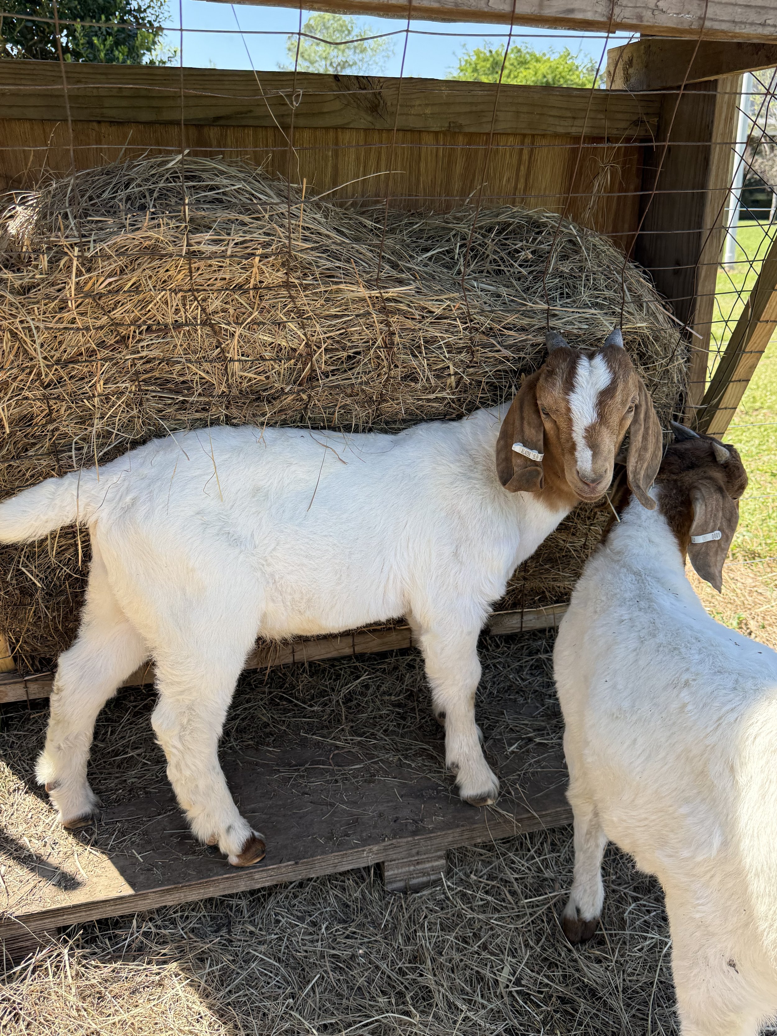 (DOB 1/13/26) Boer/Kiko Buckling. Sire is fullblood commercial Boer and Dam is Boer/Kiko cross. #002