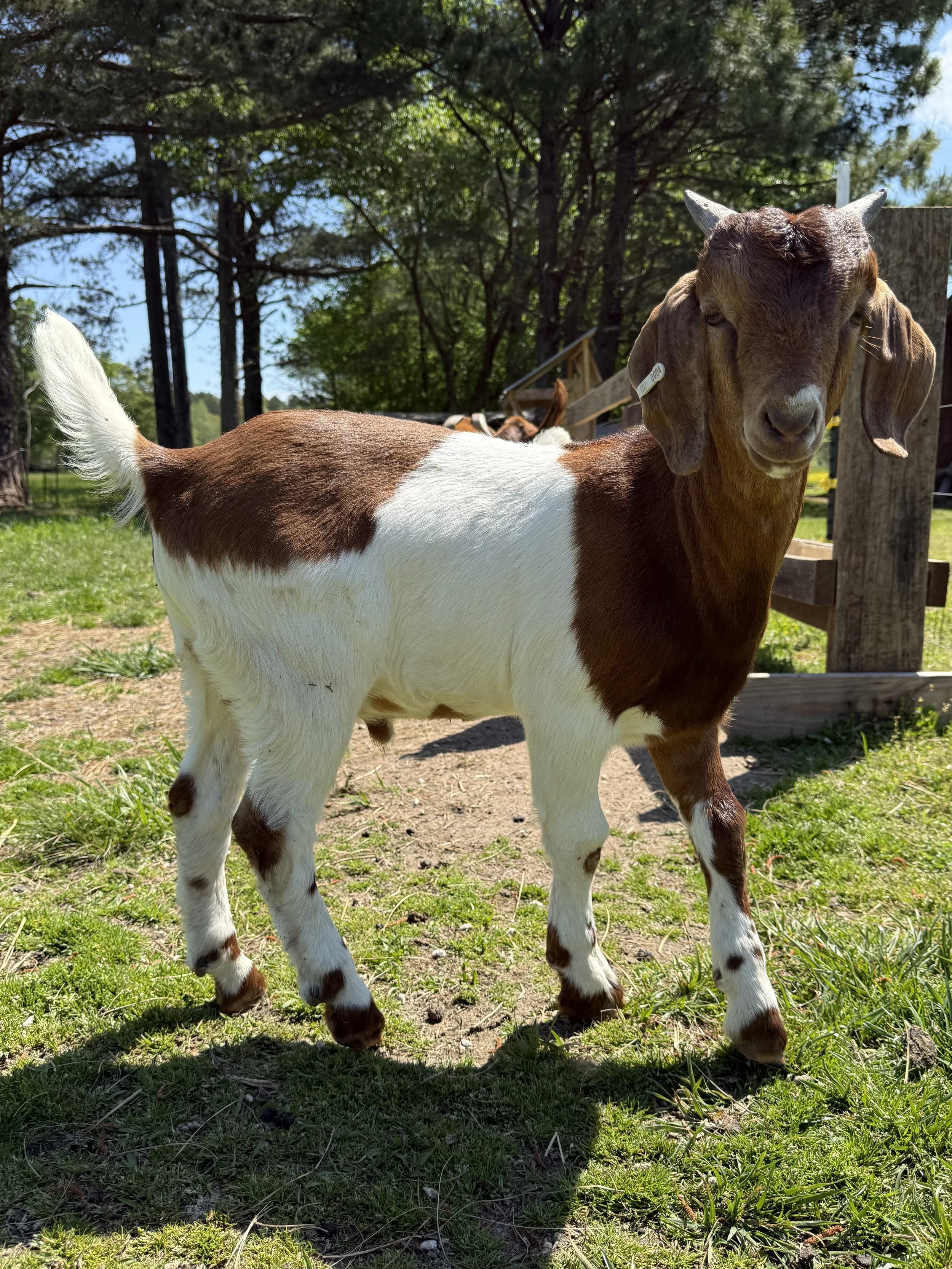 (DOB 1/14/26) Boer/Kiko Buckling. Sire is fullblood commercial Boer and Dam is Boer/Kiko cross. #004