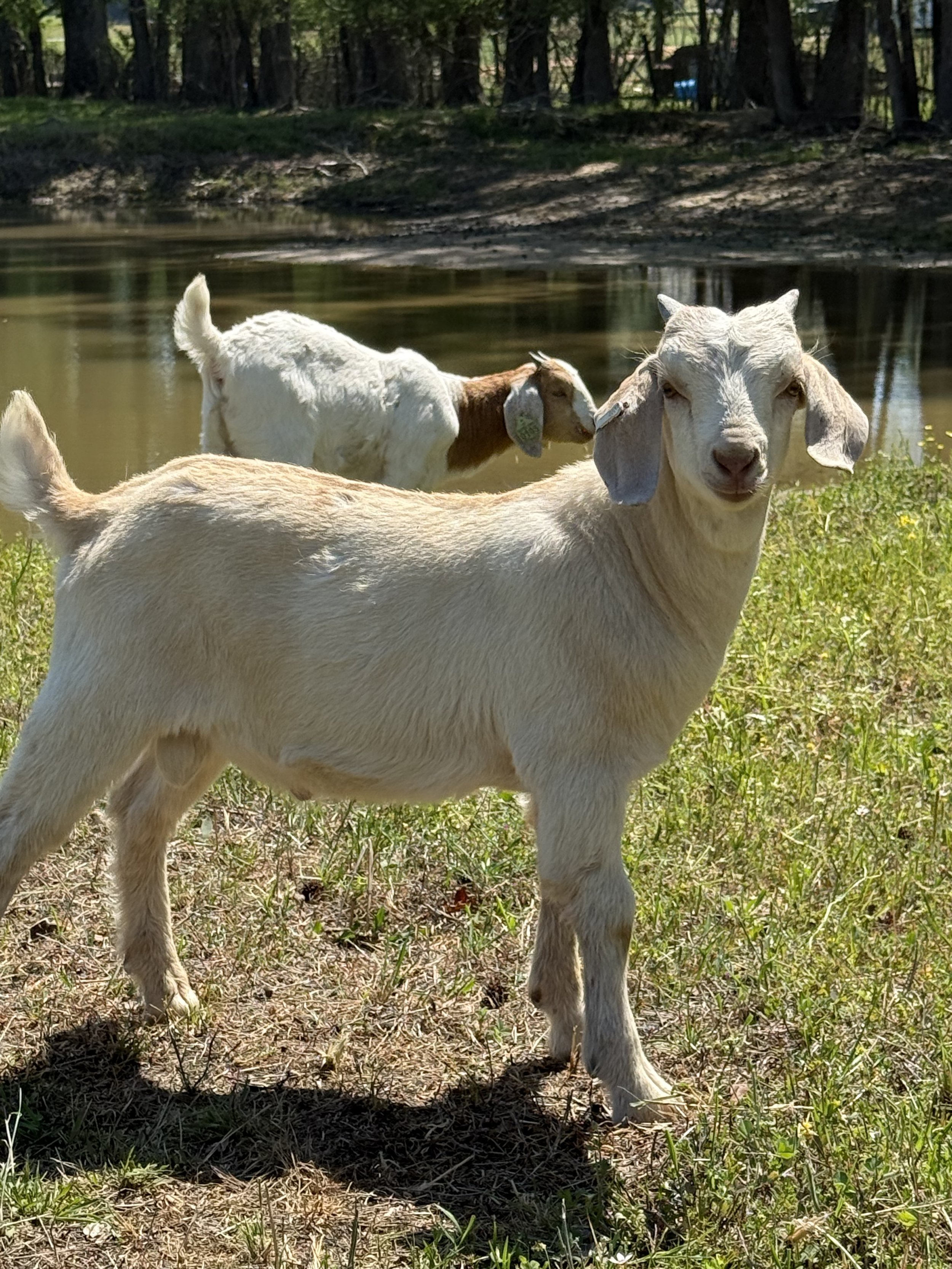 (DOB 2/6/26) Boer/Kiko Buckling. Sire is fullblood commercial Boer and Dam is Boer/Kiko cross. #007
