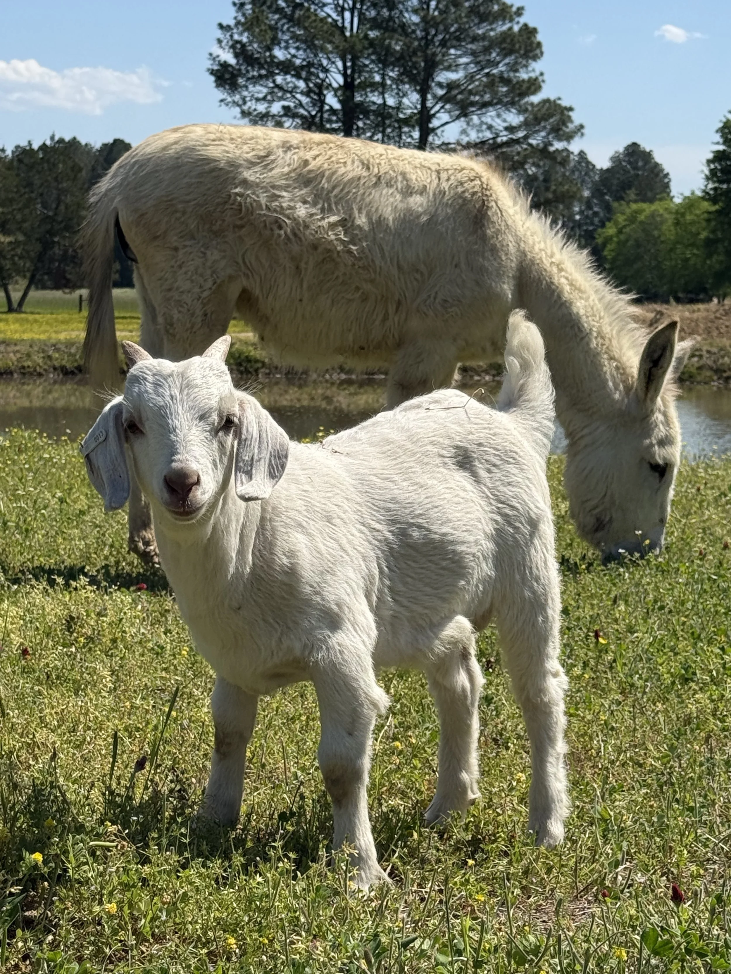 (DOB 2/10/26) Boer/Kiko Buckling. Sire is fullblood commercial Boer and Dam is Registered Purebread Kiko. #013