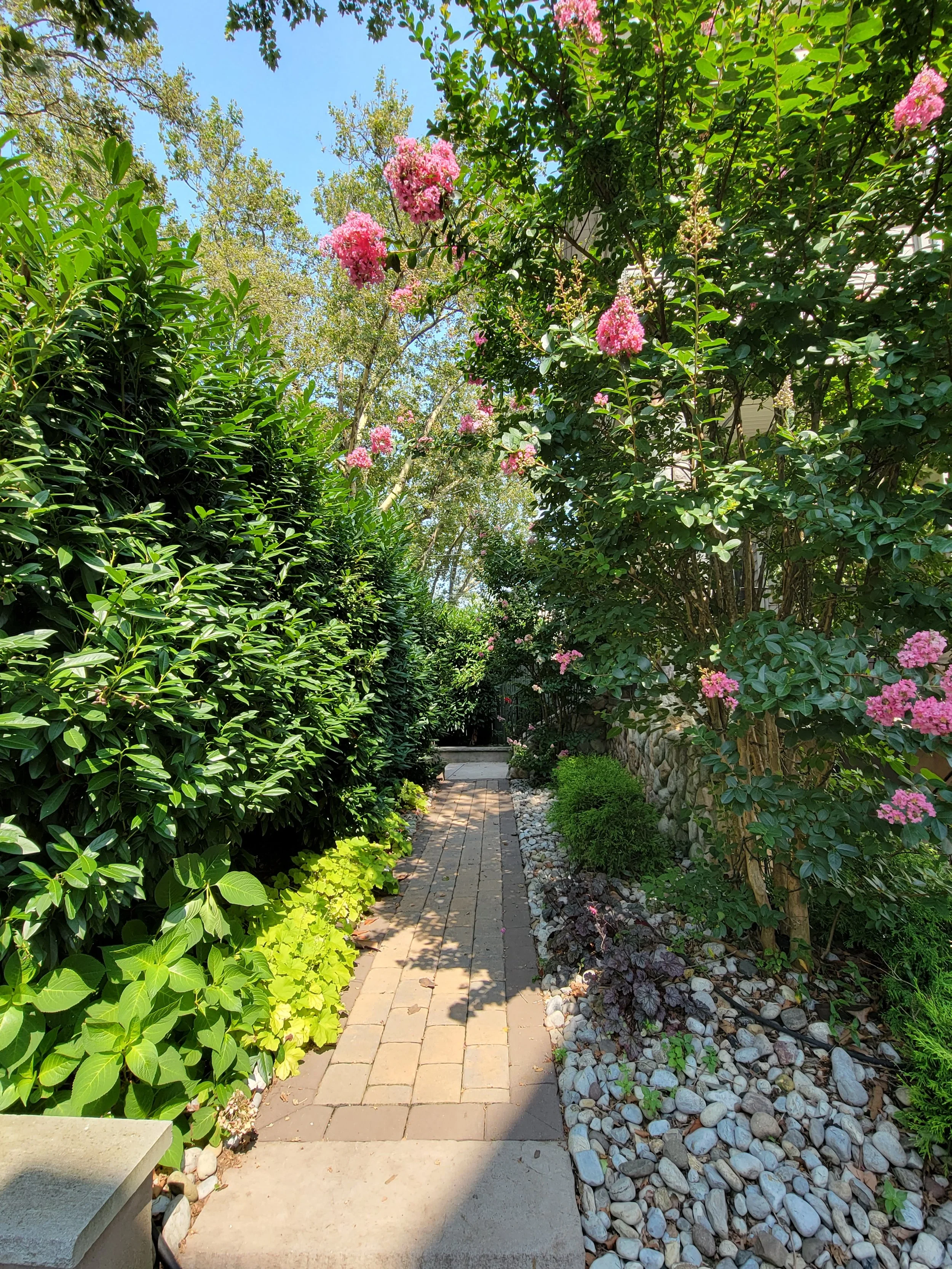 A narrow brick pathway running through a lush garden with green shrubs and pink flowering bushes, under a blue sky with sunlight shining through trees.