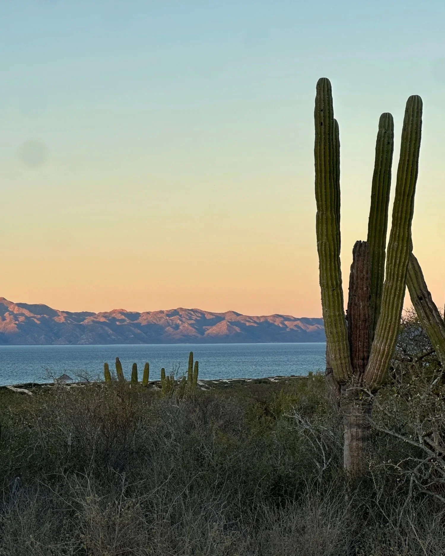 A desert landscape at sunset with large Saguaro cacti in the foreground, a lake, mountain range, and a pastel-colored sky.