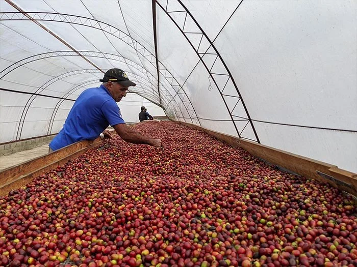 cafe-kreyol-organic-coffee-farmers-Dominican-Republic-Ramirez-Estate-05.jpg
