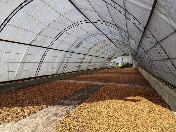 cafe-kreyol-organic-coffee-farmers-Dominican-Republic-Ramirez-Estate-04.jpg