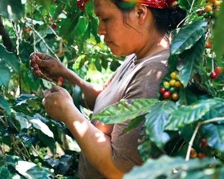 El Salvador Cerro Las Ranas Honey Processed - 10oz Whole Bean