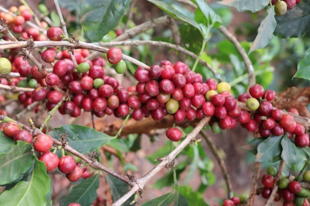 ETHIOPIA-YIRGACHEFFE-4-NATURAL-FT-ORGANIC-BILOYAback-1024x682-1.jpg