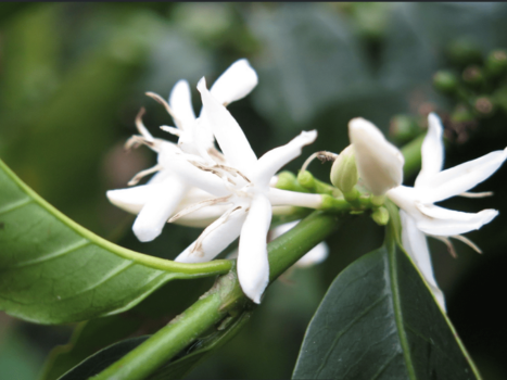 Pacamara-Washed-3.webp