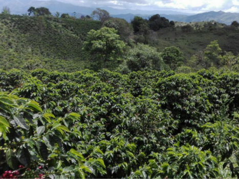 Pacamara-Washed.webp