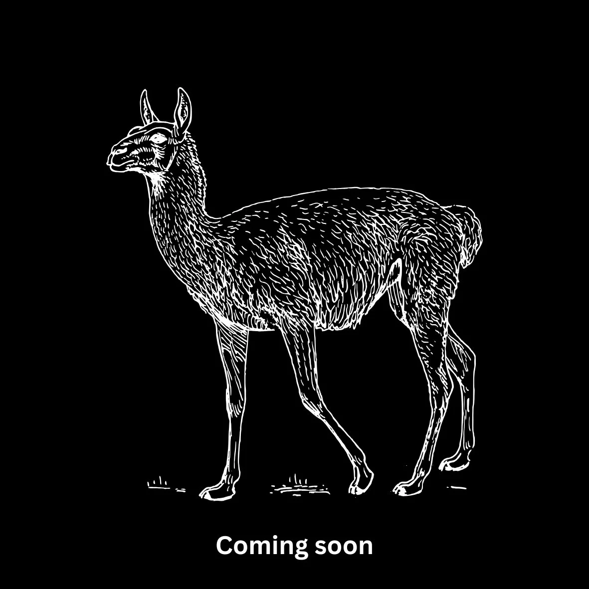 Coming soon (10).jpg