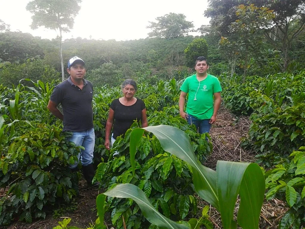 Colombian Cauca – Caldono Castillo AA – Washed Processed - 10oz Whole Bean