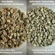 peru_organic_dry_process_guardian_del_bosque_gesha.jpg
