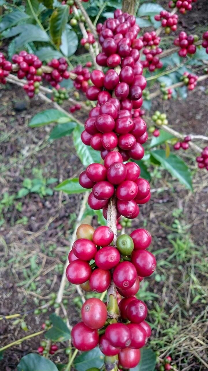 Colombia Acevedo Huila – Lisandro Cardenas – Finca Las Brisas – Gesha Natural - 10oz Whole Bean