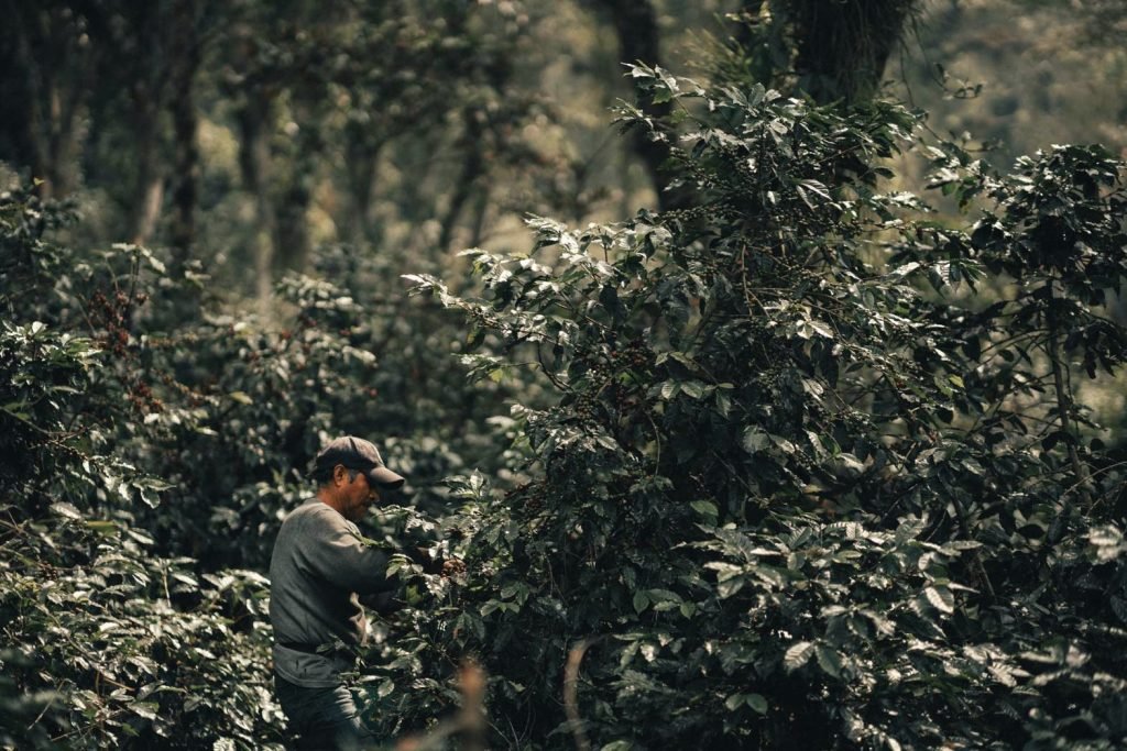 Mexican Altura Veracruz - Natural Processed - 10oz Whole Bean