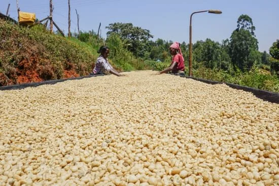 Kenya Premium Kirinyaga – BCT Select AA – Top Lot