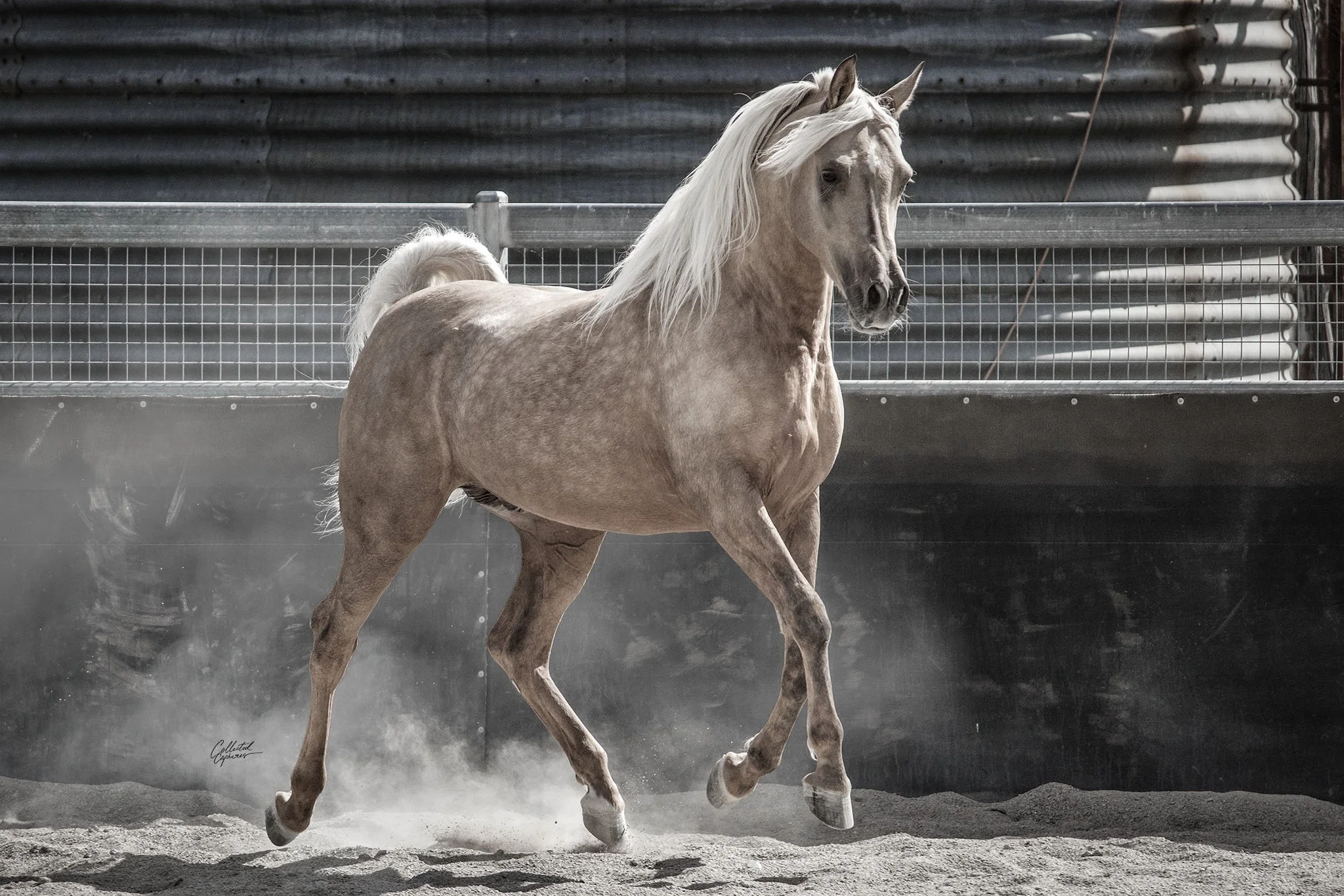 Gray horse with a flowing white mane running on a dirt surface in an indoor stable or arena with metal fencing.