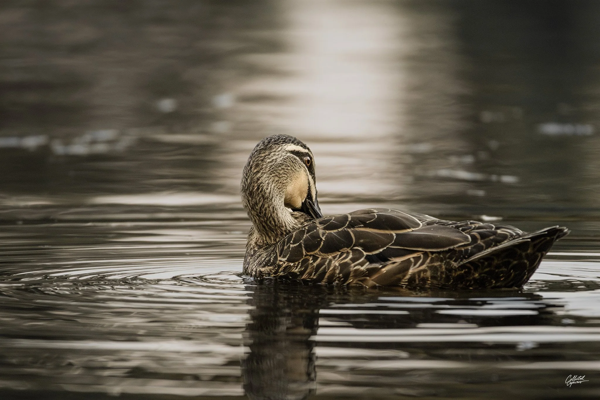 A duck floating on calm water, preening its feathers, with a blurred background.