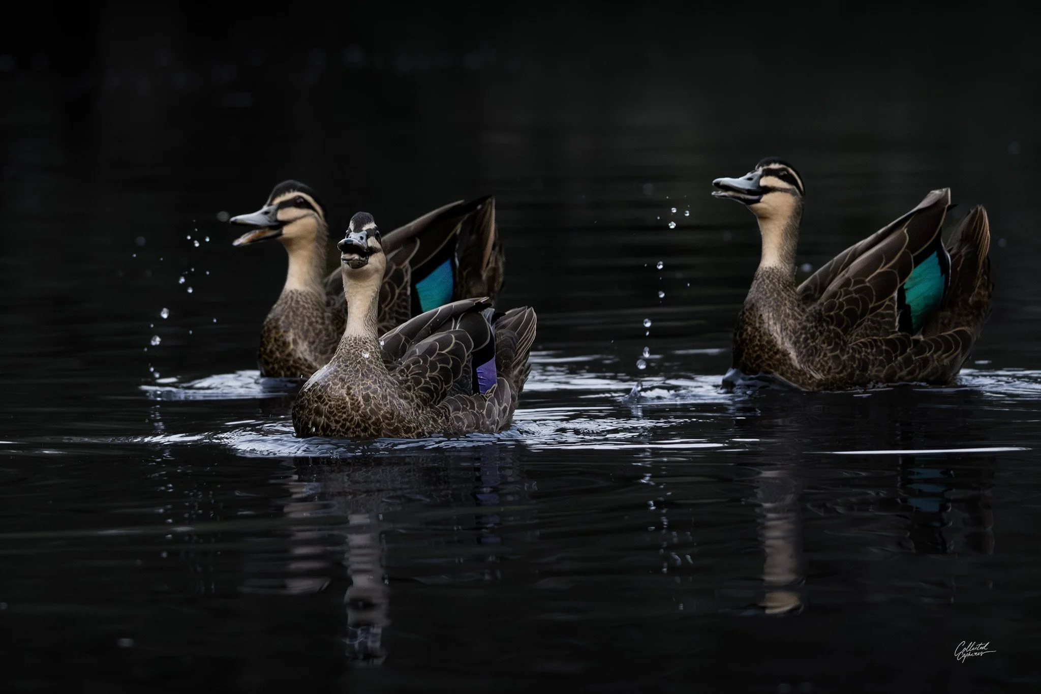 Three ducks swimming in dark water, with one of them slightly ahead, all showing blue accents on their wings.