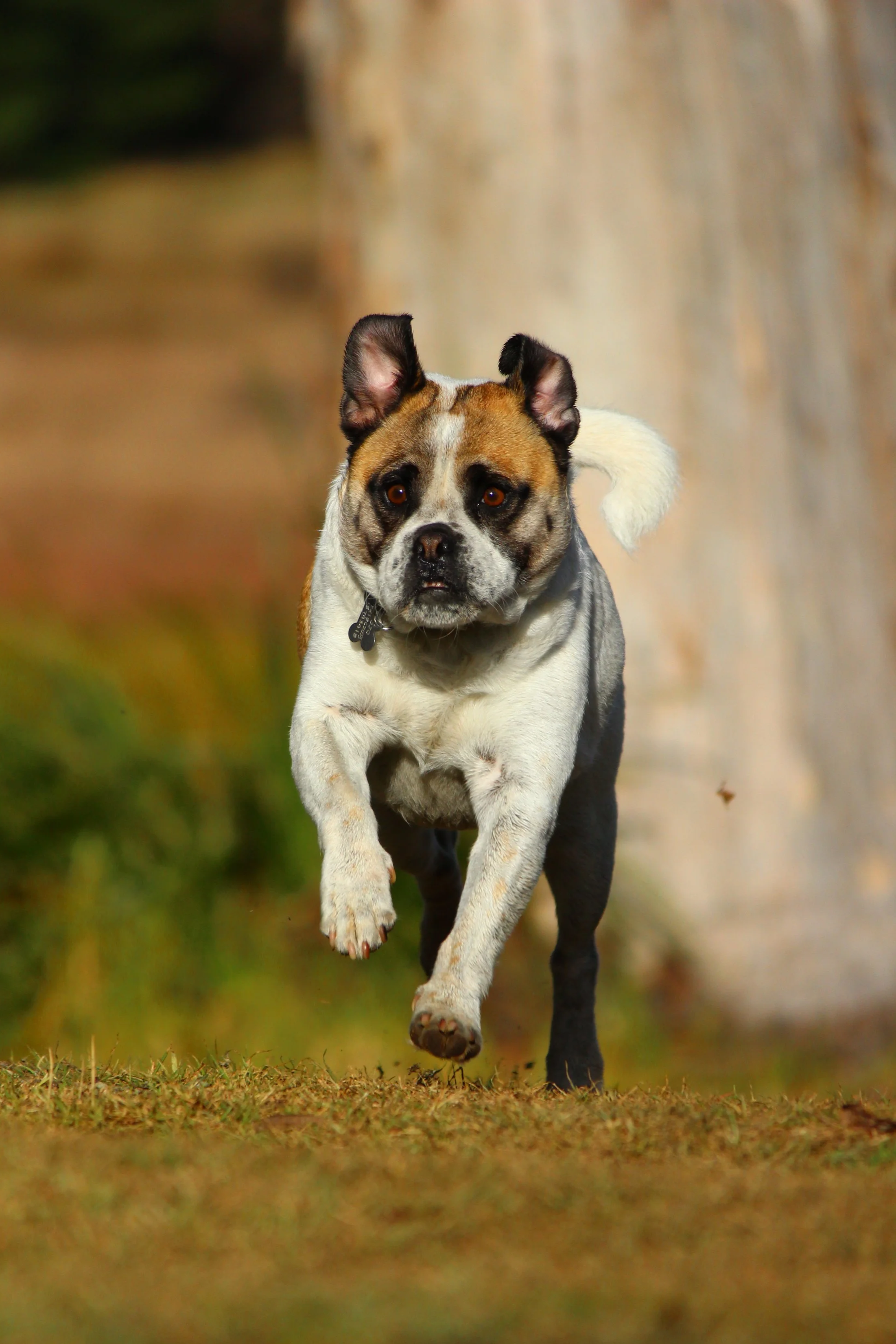 A dog running outdoors on grass with trees in the background.